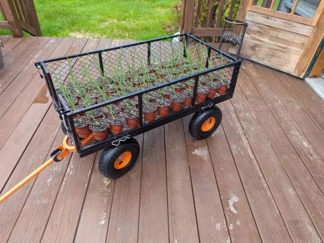 A wagon filled with onion sprouts.