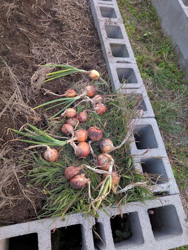 Onions near cinder blocks.
