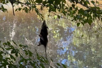 Opossum hanging from a tree.