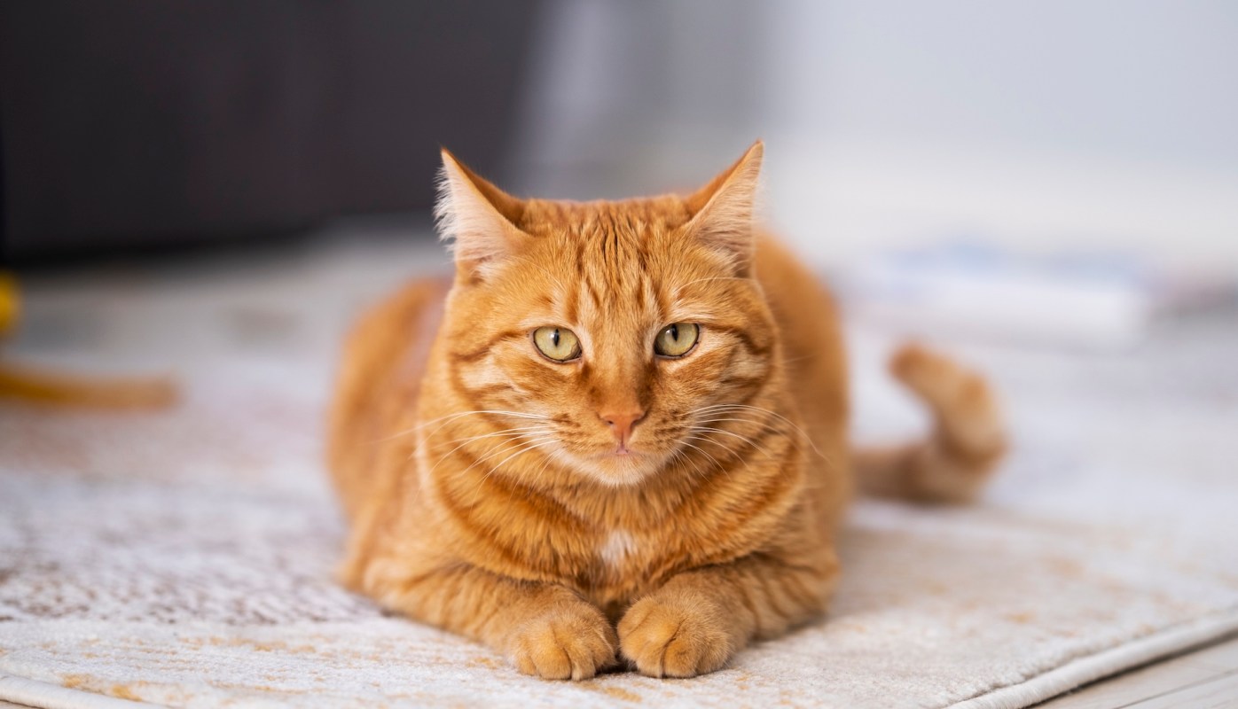 An orange cat lies on a patterned rug.