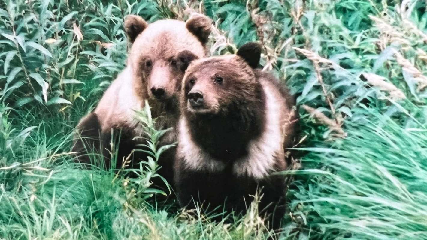 Two bear cubs sit among tall green grass.