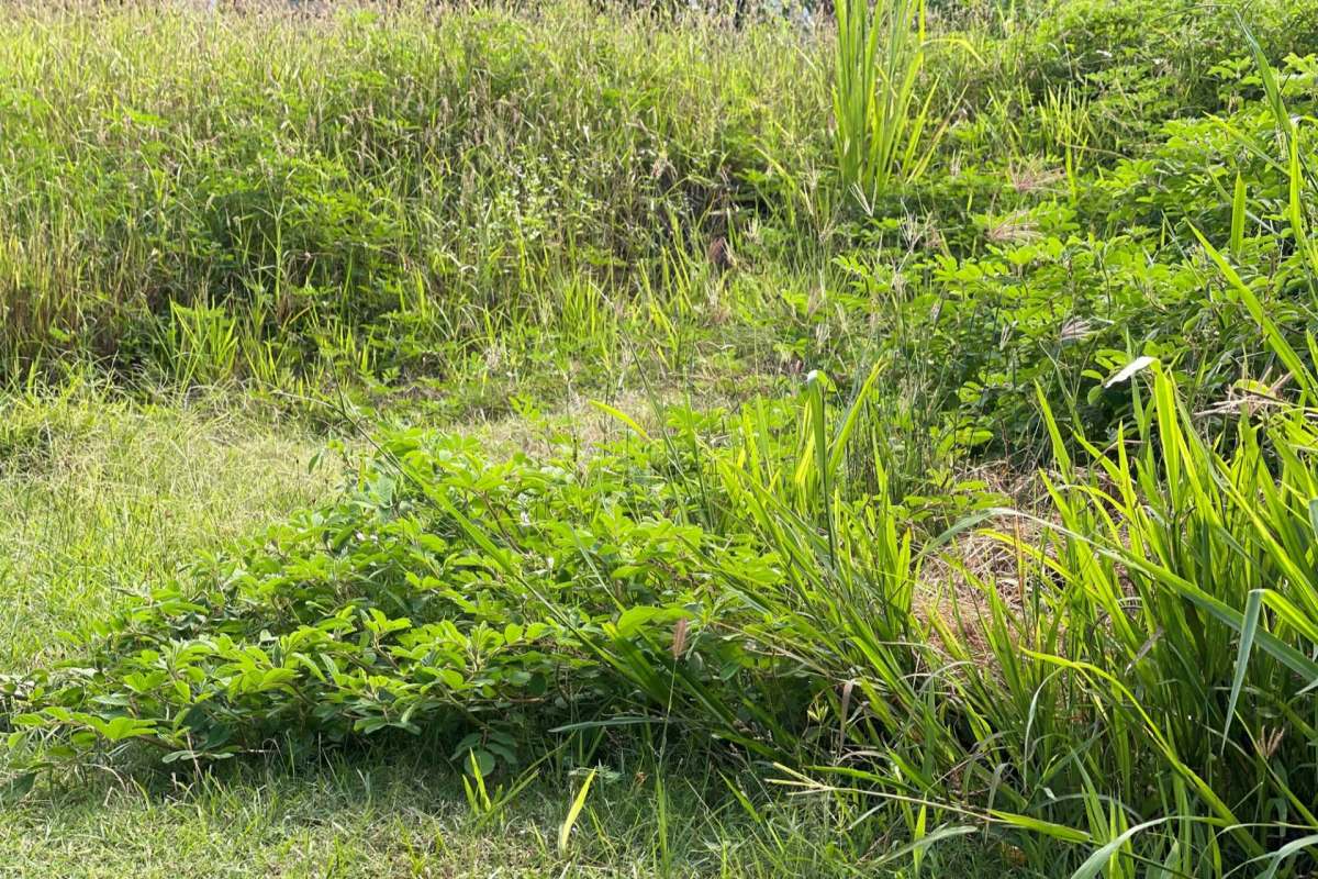 Lush green overgrown vegetation with various types of grass and plants in a natural setting.