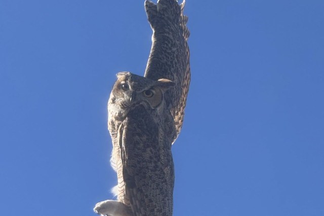 An owl dangling from a power pole.