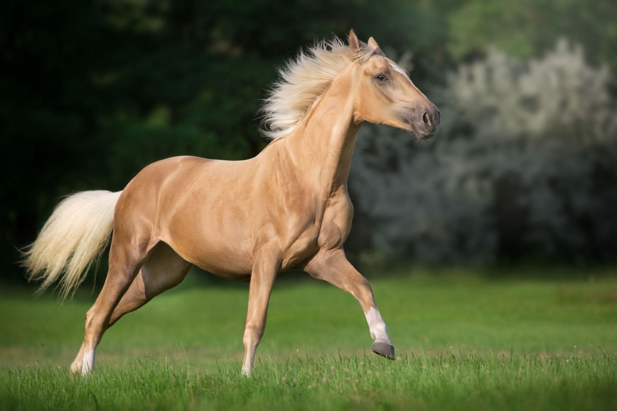 A Palomino horse.