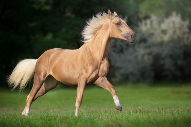 A fully tacked horse disappeared in Yellowstone, then turned up just half a mile away one week later