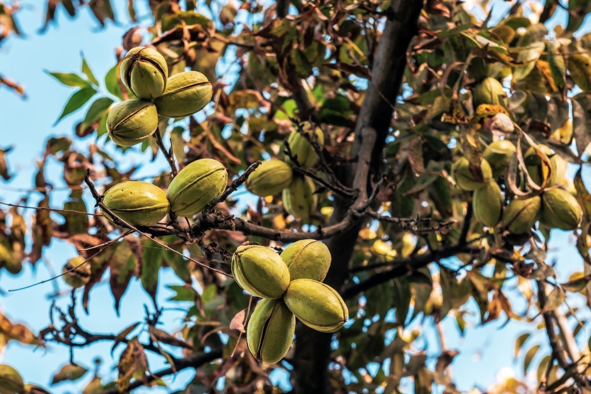 Pecan trees.