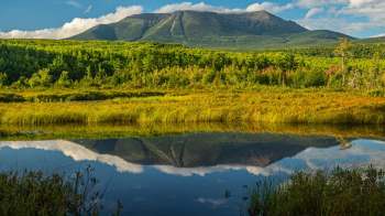 A mountain in Maine reflected in a calm pond, surrounded by trees and tall grasses.