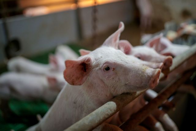 Pigs.
