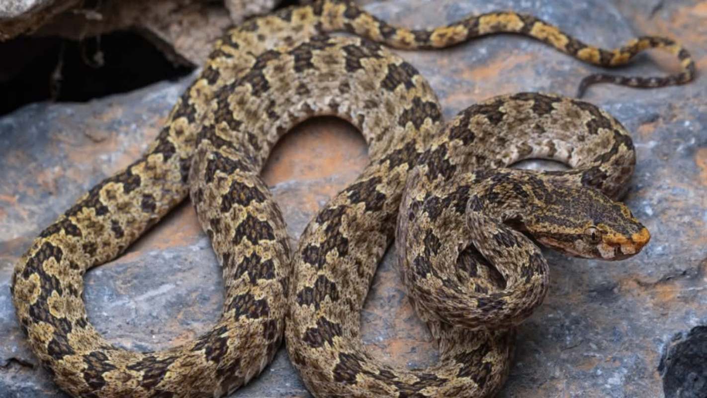A snake with a patterned body rests on rocky terrain.