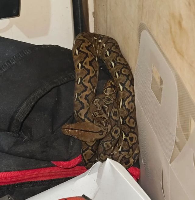 A reticulated python.