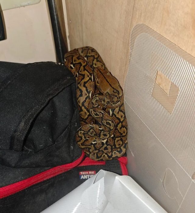 A reticulated python.