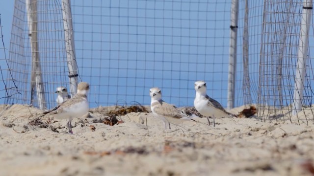 In California, 11 rescued snowy plovers hit the beach with high-tech tracking devices