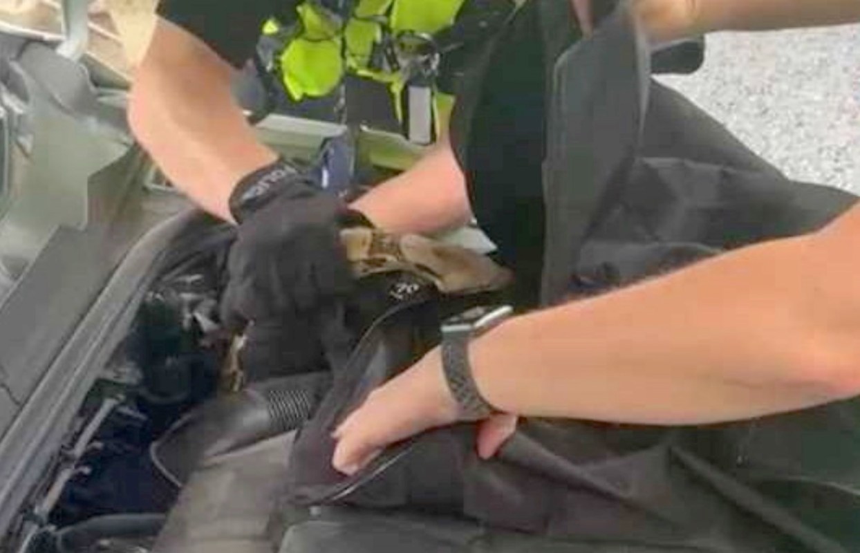 An officer removing a boa from an engine.
