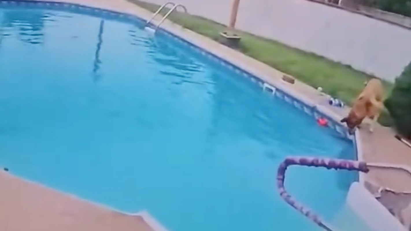 A dog approaches the edge of a swimming pool.