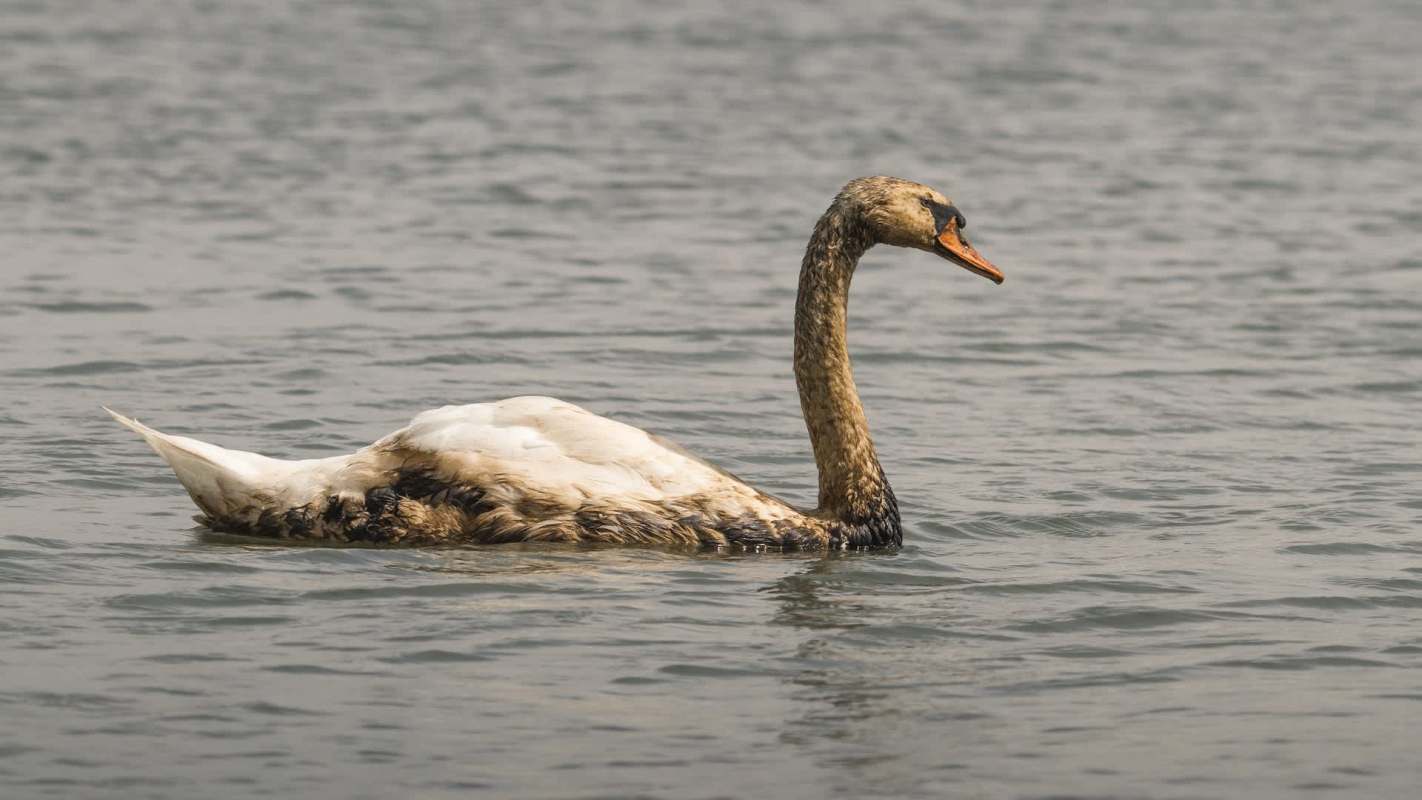 A swan with a mix of brown and white feathers swims in the water.