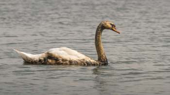 A swan with a mix of brown and white feathers swims in the water.