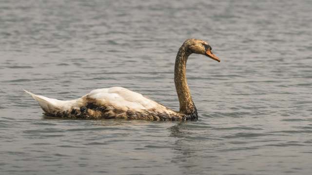 A swan with a mix of brown and white feathers swims in the water.