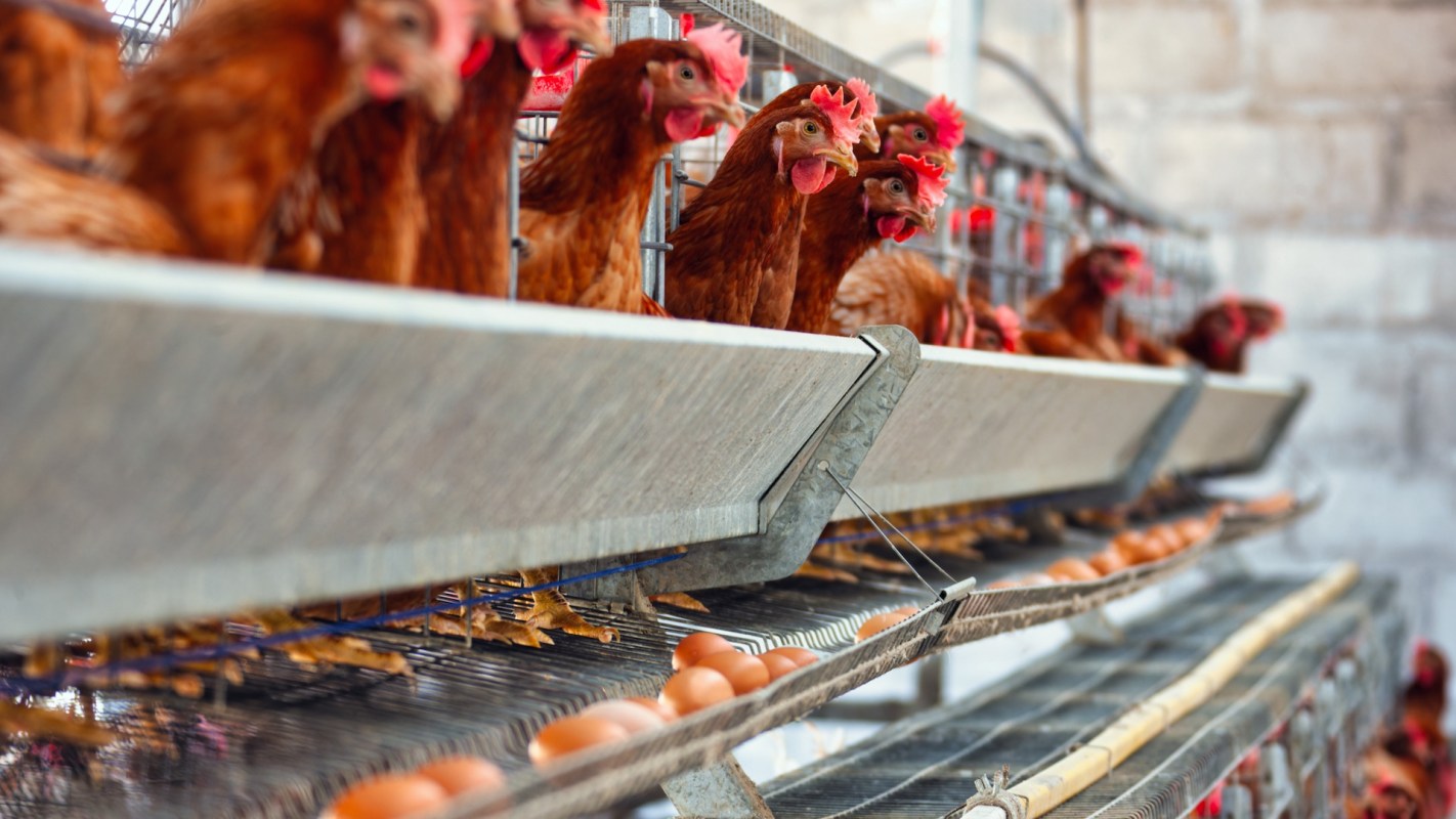 A row of chickens in cages with eggs beneath them.