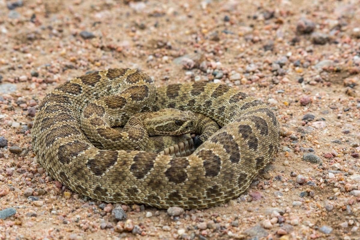 A prairie rattlesnake.