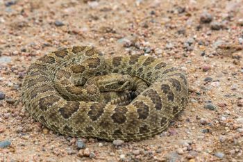 A prairie rattlesnake.