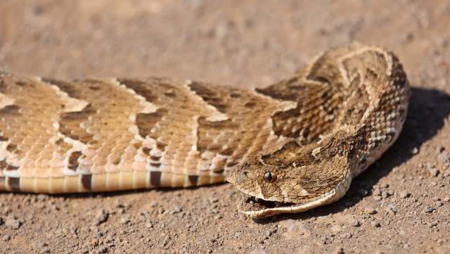 A snake with a patterned, textured body on a dirt surface.