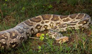 A python in grass.