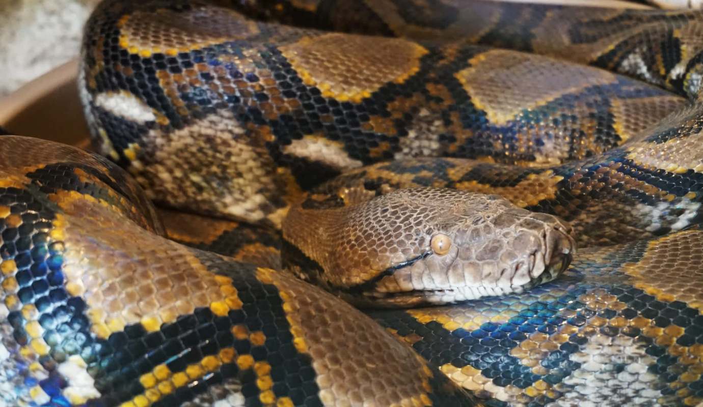 A close-up of a snake with a patterned scales, coiled in a relaxed position.