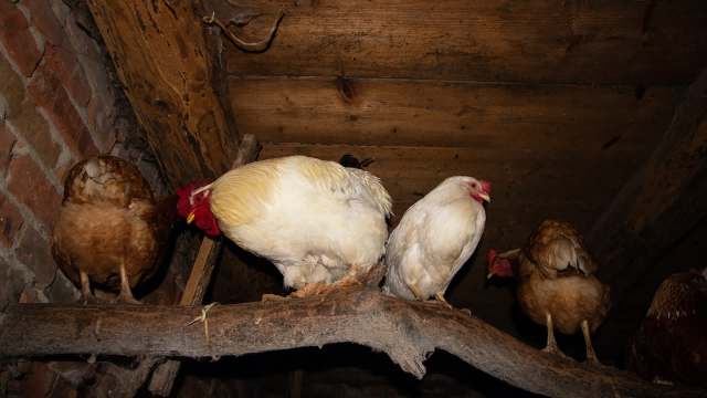 In India, family suspects chicken theft, then finds a giant python hiding in the coop