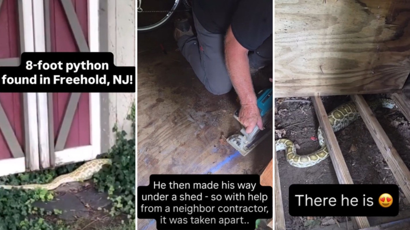 An 8-foot python is shown under a shed being located and removed.