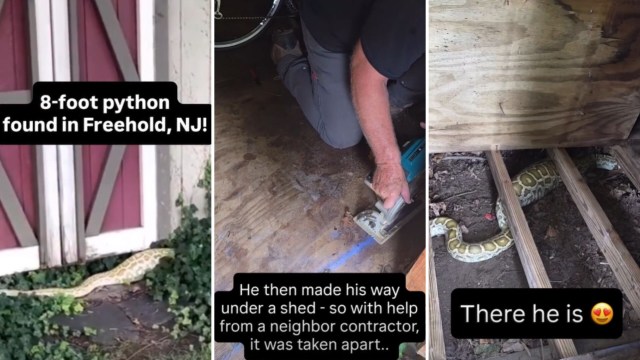 A person catching a python.