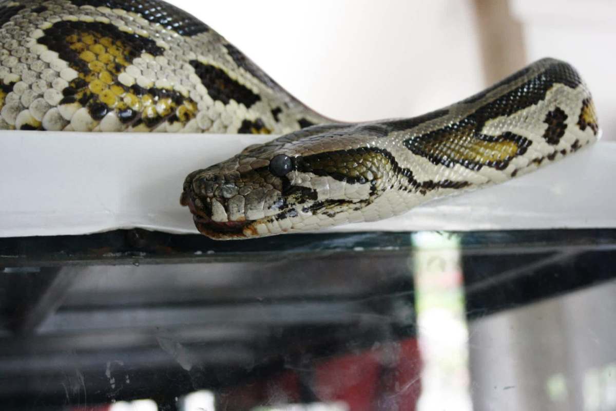A python.