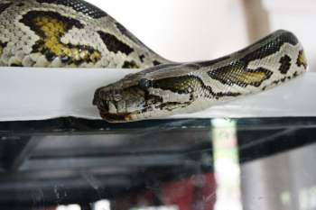 A python.