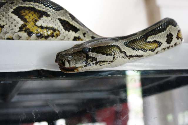 A python.