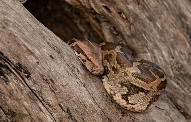 A python in a tree.