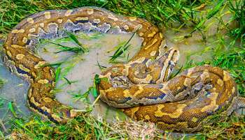 A python resting in muddy water surrounded by grass.