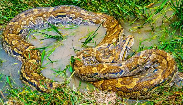 A python resting in muddy water surrounded by grass.