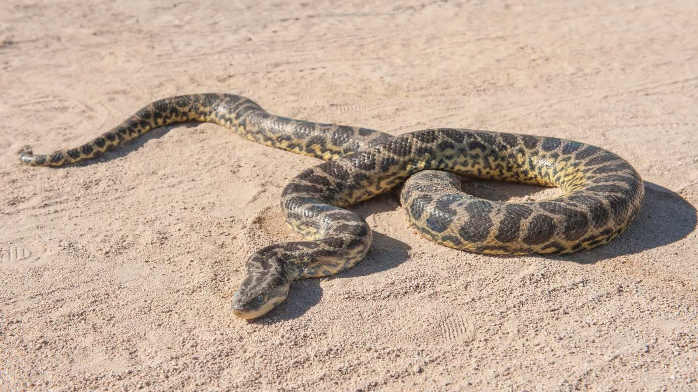 A snake with a patterned coat is resting on sandy ground.