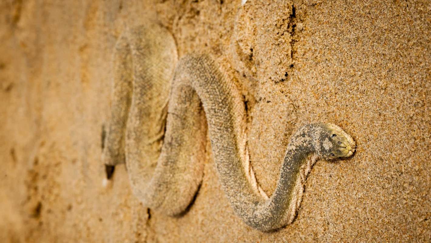 A snake partially buried in sand.