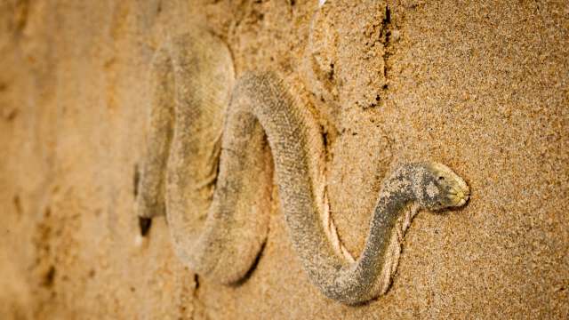 In South Africa, a 12-foot python was trapped between the surf and a crowd until rescuers arrived