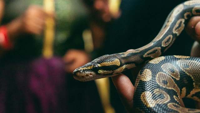 A person holding a python.