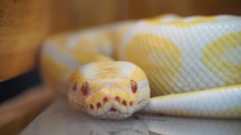 A yellow and white python resting on a surface.
