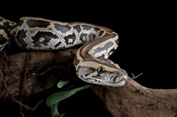 A python.