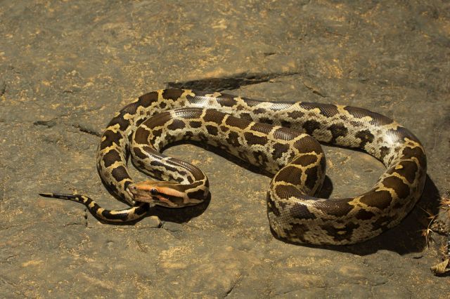 A python.