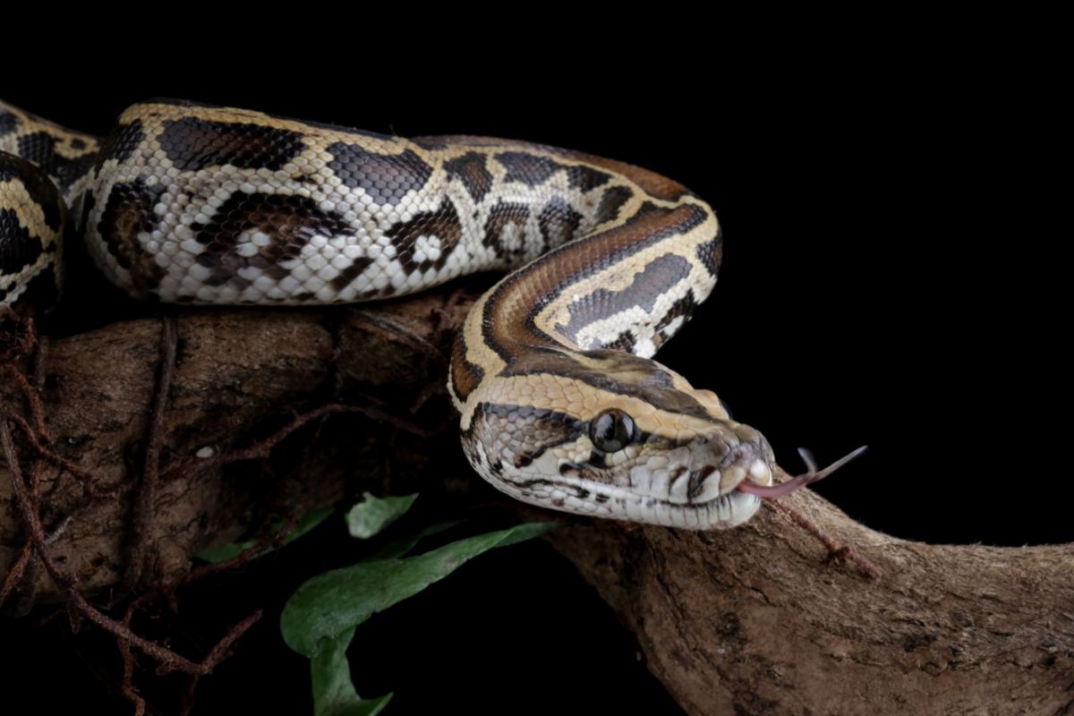 A python.