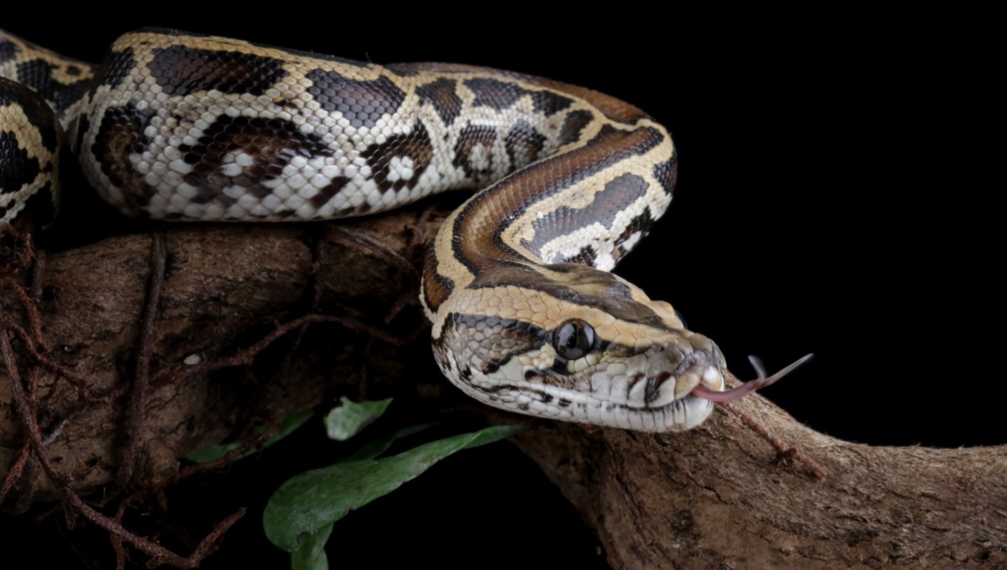 A snake resting on a branch with green leaves against a black background.