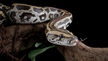 A snake resting on a branch with green leaves against a black background.
