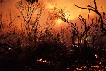 A large brushfire.