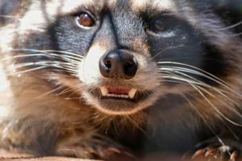 A raccoon baring its teeth.