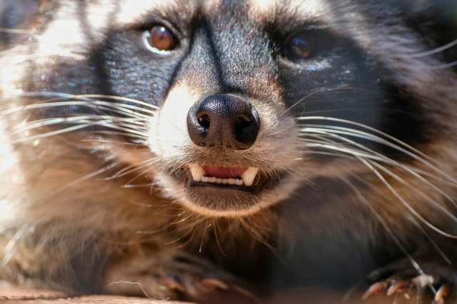 A raccoon baring its teeth.