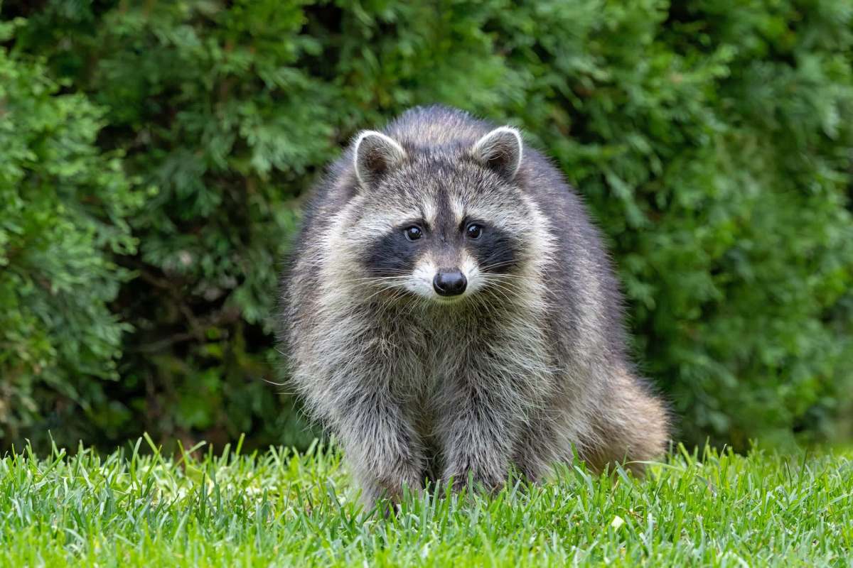 A raccoon stands on green grass with lush foliage in the background.